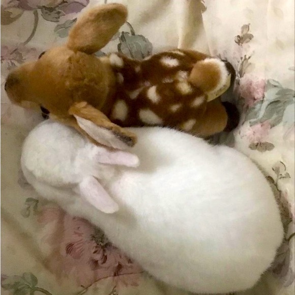 Meet your Posher, Hazel - Picture 1 of 1